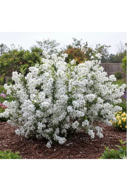 Екзохорда Меджикал Спрінгтайм